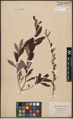 Foto von Salix aurita L. x Salix purpurea L.